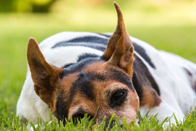 Close-up of dog on field