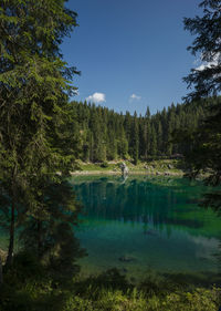 Scenic view of lake amidst trees in forest against sky