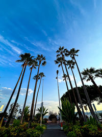 Low angle view of palm trees against sky