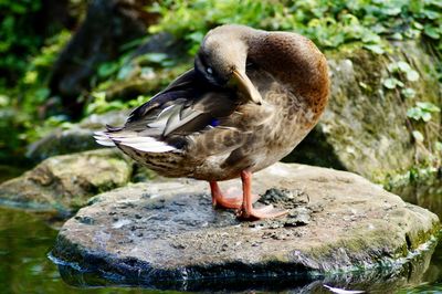 Close-up of duck perching on rock