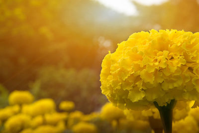 Close-up of yellow marigold flower