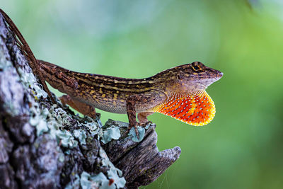 Close-up of lizard on tree