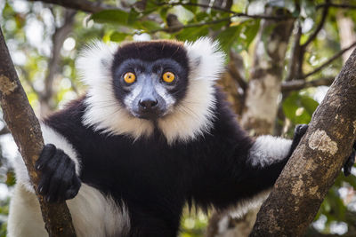 Close-up portrait of a lemur