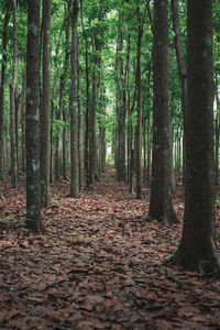 Footpath amidst trees in forest during autumn