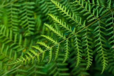 Close-up of green fern leaves