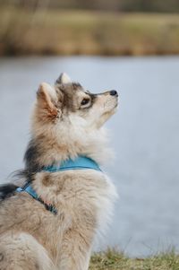 View of a dog looking away