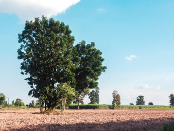 Trees on field against sky