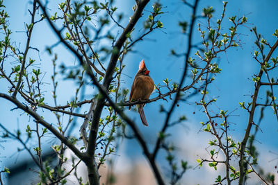 Low angle view of bird perching on tree against sky