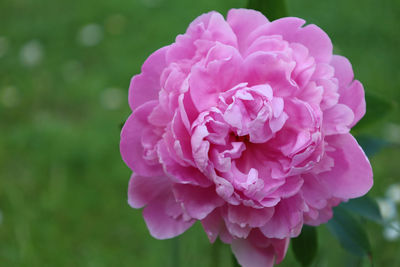 Close-up of pink rose