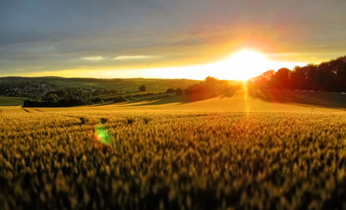 Scenic view of agricultural field against sky during sunset