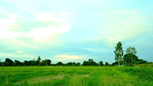 Scenic view of field against sky