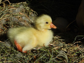 High angle view of ducklings on grass