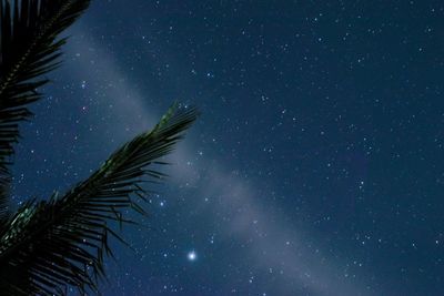 Low angle view of palm tree against sky at night