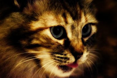 Close-up portrait of cat