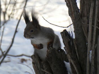 Squirrel on tree trunk