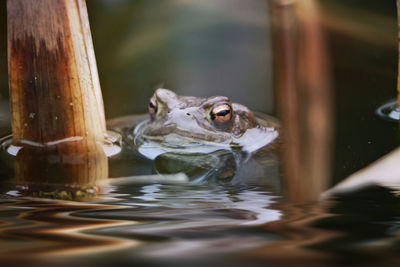 Close-up of frog in water