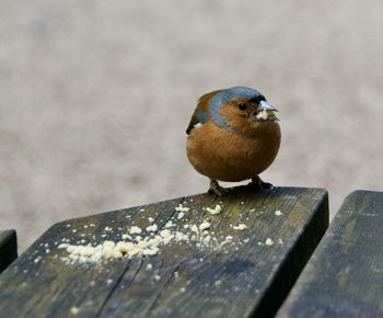 Close-up of bird perching on wood