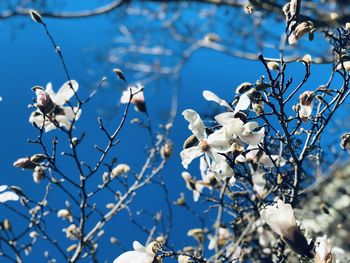 Low angle view of white flowering tree against blue sky