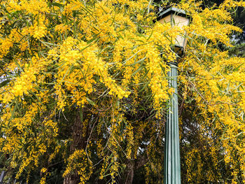 Close-up of yellow flowers