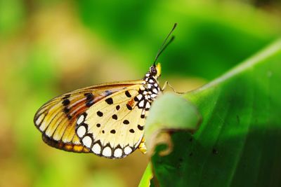 Close-up of butterfly on leaf