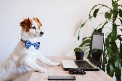 Portrait of a dog on table