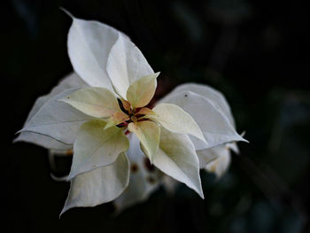 Close-up of white poinsettia