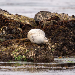 A harbor seal resting on rocks.