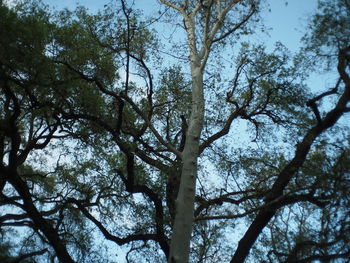 Low angle view of trees against sky