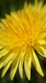 Close-up of yellow flower