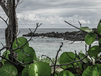 Plants growing by sea against sky