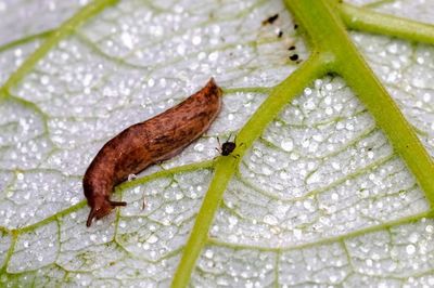 Close-up of water drops on leaf