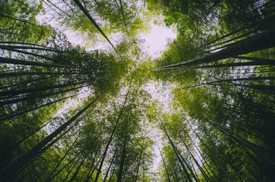 Low angle view of bamboo trees in forest