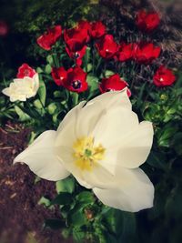 flowering plant