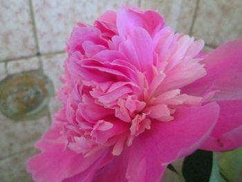 Close-up of pink rose flower