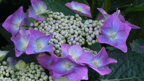 Close-up of purple flowers blooming