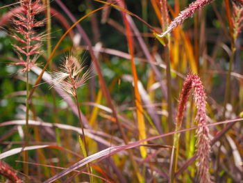 Close-up of dandelion on plant