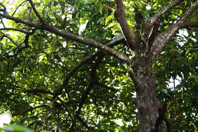 Low angle view of tree against sky