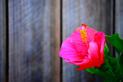 Close-up of wet pink flower