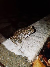 Close-up of lizard on rock