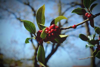 Close-up of berries growing on tree