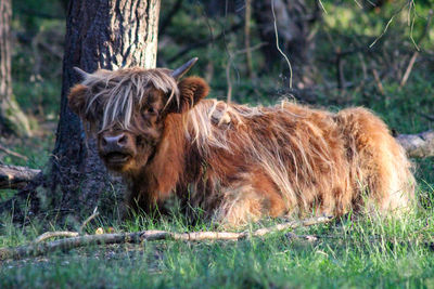 Cow in a field