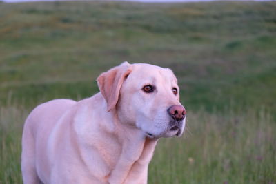 Close-up of dog looking away