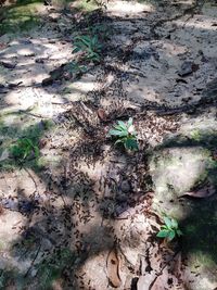 High angle view of plants on field