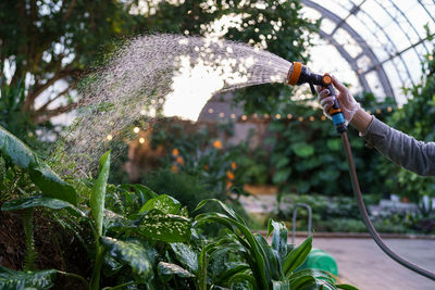 Florist working in greenhouse, watering dieffenbachia flower with hose in orangery or garden center