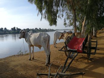 Brahman cow