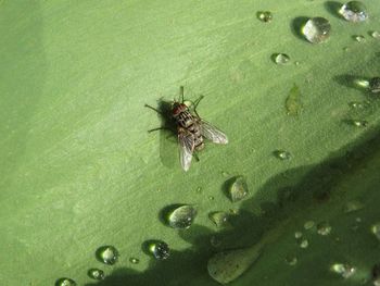 Close-up of insect on leaf