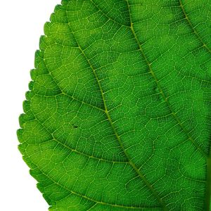 Close-up of green leaves