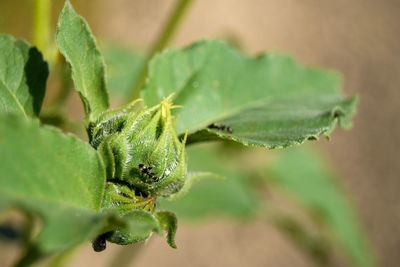 Tiny legs all over sunflower 