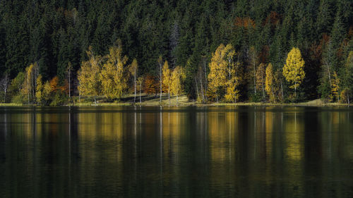 Scenic view of lake by trees in forest