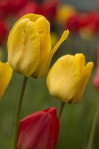 Close-up of yellow tulips